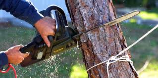 How Our Tree Care Process Works  in Philmont, NY