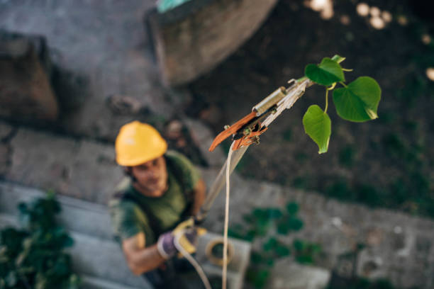 Tree and Shrub Care in Philmont, NY